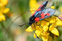 Zygaena trifolii