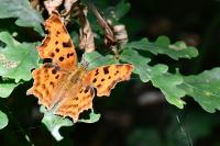 Polygonia c-album
