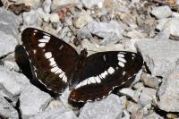 Limenitis camilla
