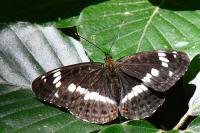 Limenitis camilla