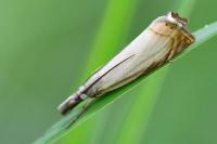 Chrysoteuchia culmella