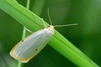 Cybosia mesomella