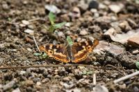 Apatura ilia