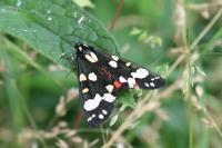 Callimorpha dominula