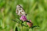 Melanargia galathea