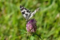 Melanargia galathea