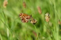 Boloria dia