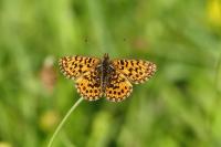 Boloria dia
