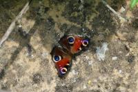 Aglais io