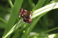 Pyrausta aurata