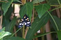Callimorpha dominula