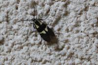 Dasycera oliviella