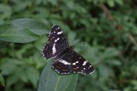 Araschnia levana