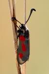 Zygaena sarpedon