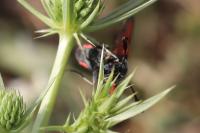 Zygaena sarpedon