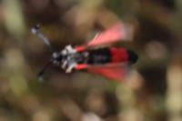 Zygaena sarpedon
