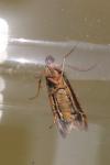 Homoeosoma sinuella