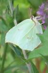Gonepteryx rhamni