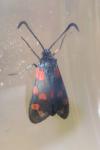 Zygaena filipendulae