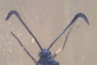 Zygaena filipendulae