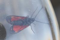 Zygaena filipendulae