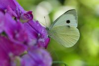 Pieris brassicae