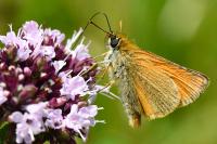Thymelicus sylvestris