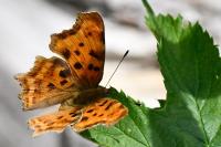 Polygonia c-album