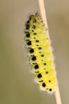 Zygaena filipendulae