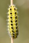 Zygaena filipendulae