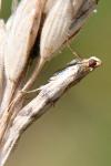 Homoeosoma sinuella