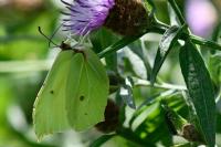 Gonepteryx rhamni