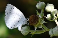 Celastrina argiolus