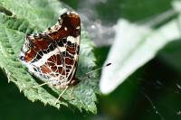 Araschnia levana