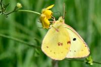 Colias alfacariensis