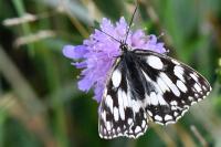 Melanargia galathea