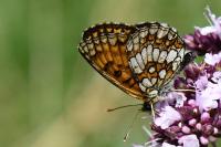 Melitaea athalia
