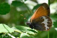 Coenonympha arcania