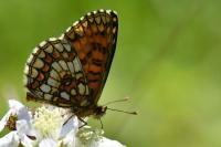 Melitaea athalia