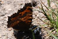 Nymphalis polychloros