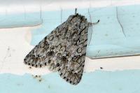 Acronicta aceris