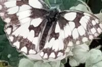 Melanargia galathea