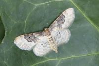 Idaea rusticata