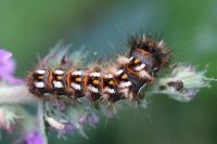 Acronicta rumicis
