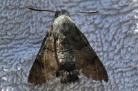 Macroglossum stellatarum