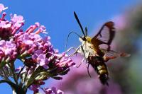 Hemaris fuciformis