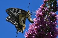Papilio machaon