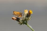 Thymelicus acteon