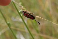 Zygaena carniolica