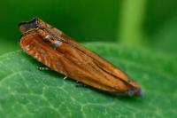Lathronympha strigana